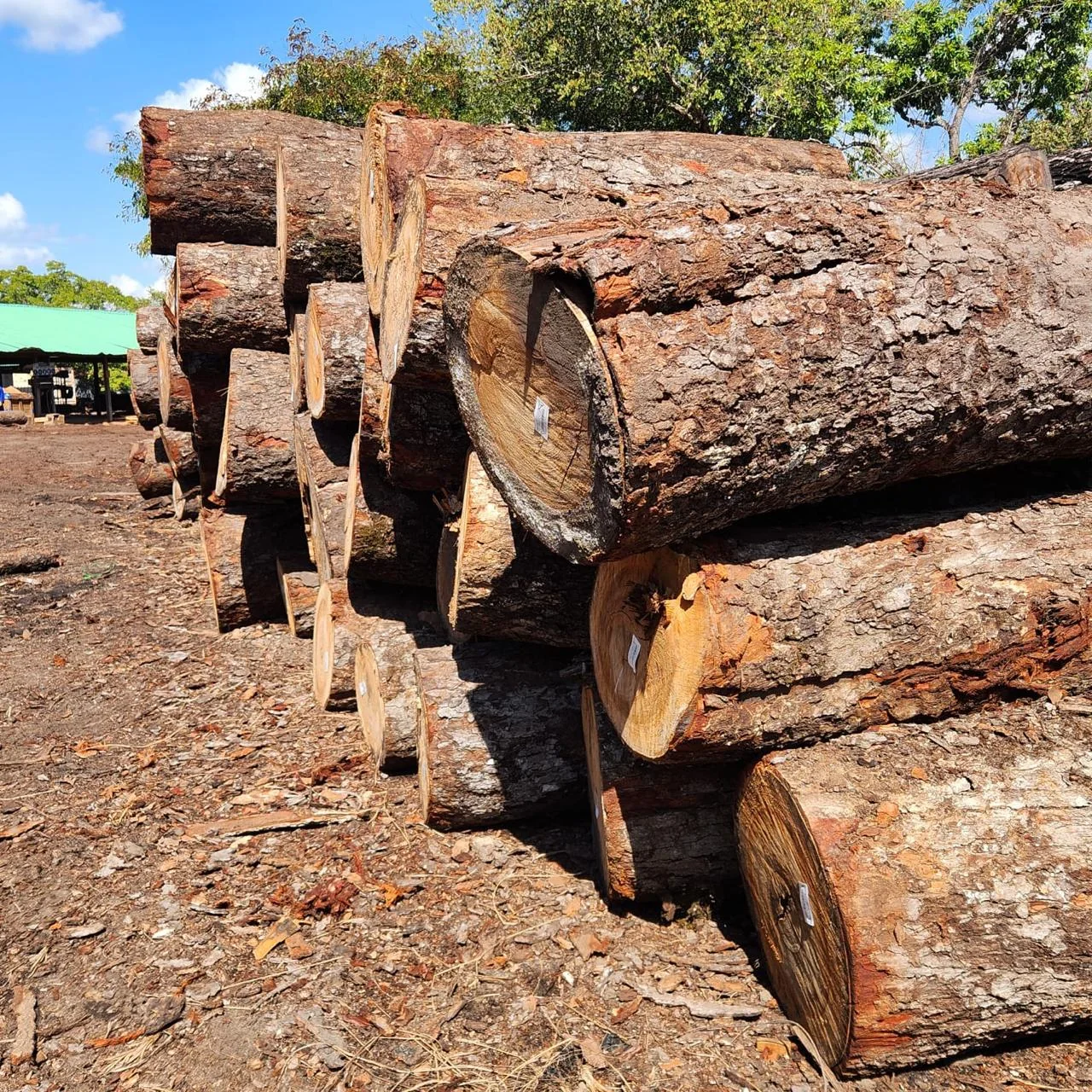 Hardwood logs before conversion into sleepers