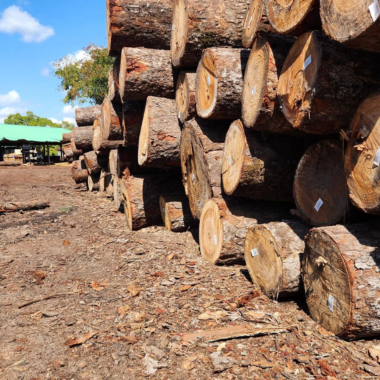 Close-up of hardwood logs and end grain