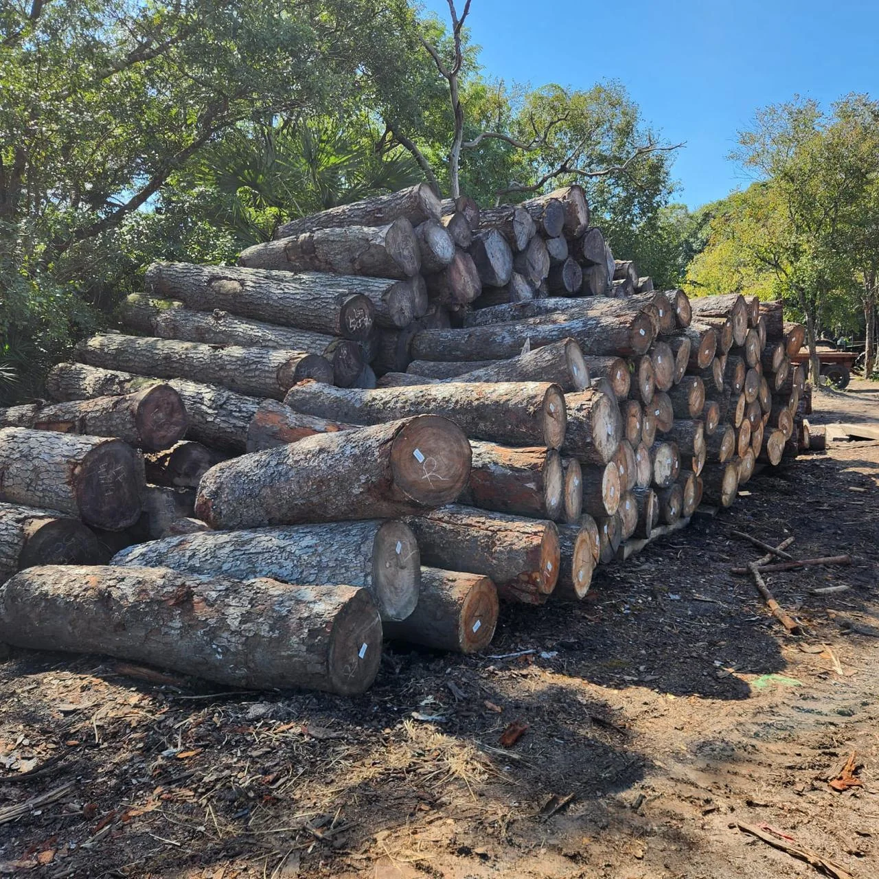 Hardwood logs forestry yard stack