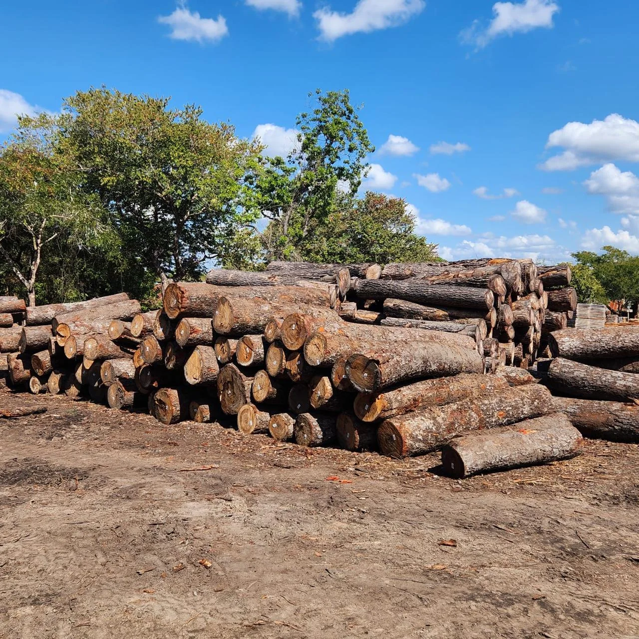 Raw hardwood logs in a forestry yard
