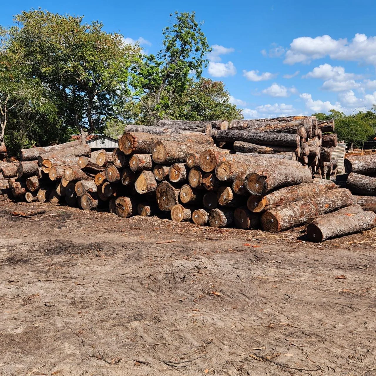 Hardwood logs stacked in a forestry yard